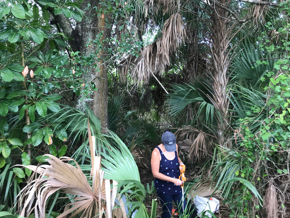 Site analysis of Southwest Florida habitat