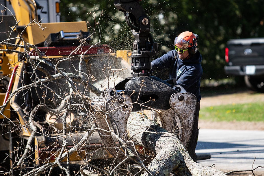 Emergency Tree Removal