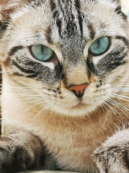 Happy animals garde de chat et chien Dijon