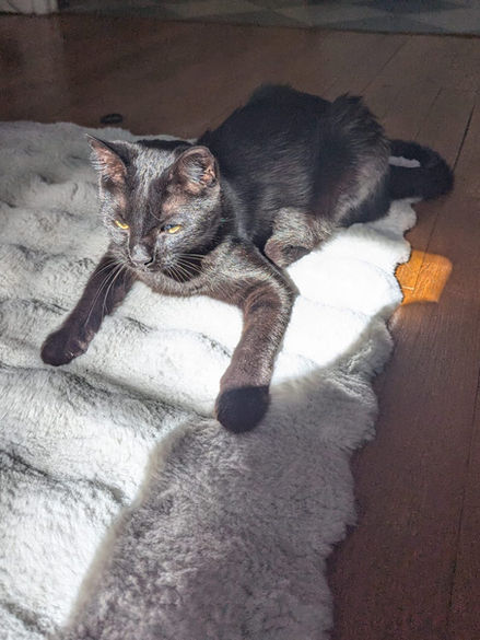 Happy animals garde de chat et chien Dijon