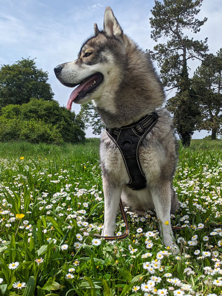 Happy animals garde de chat et chien Dijon