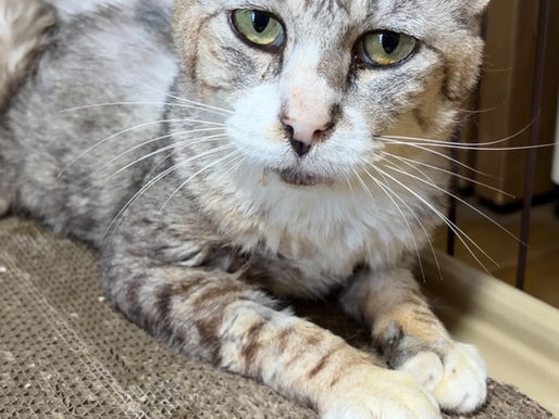 地域猫ニコちゃん 保護しました