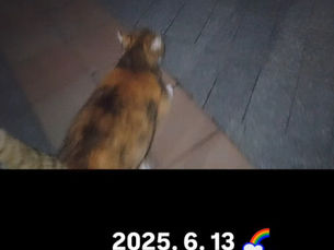 STOP ROAD KILL‼️「カタチ」になりました、🌈から見ていて下さいね。