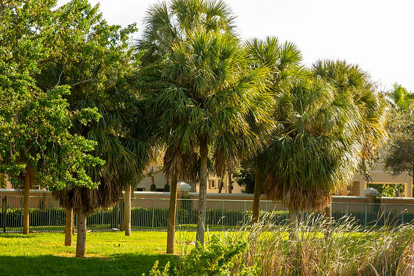 3 trees.JPG