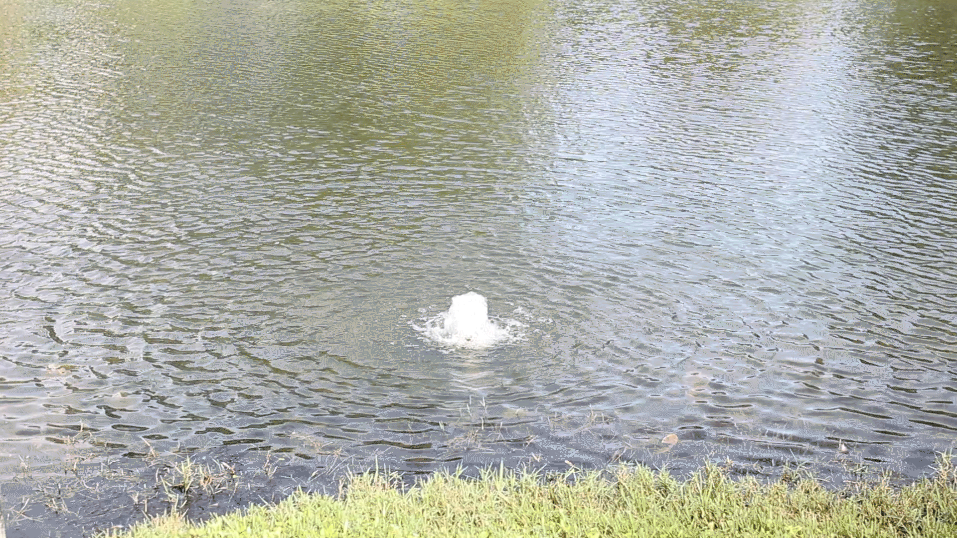 Water-Cine.gif