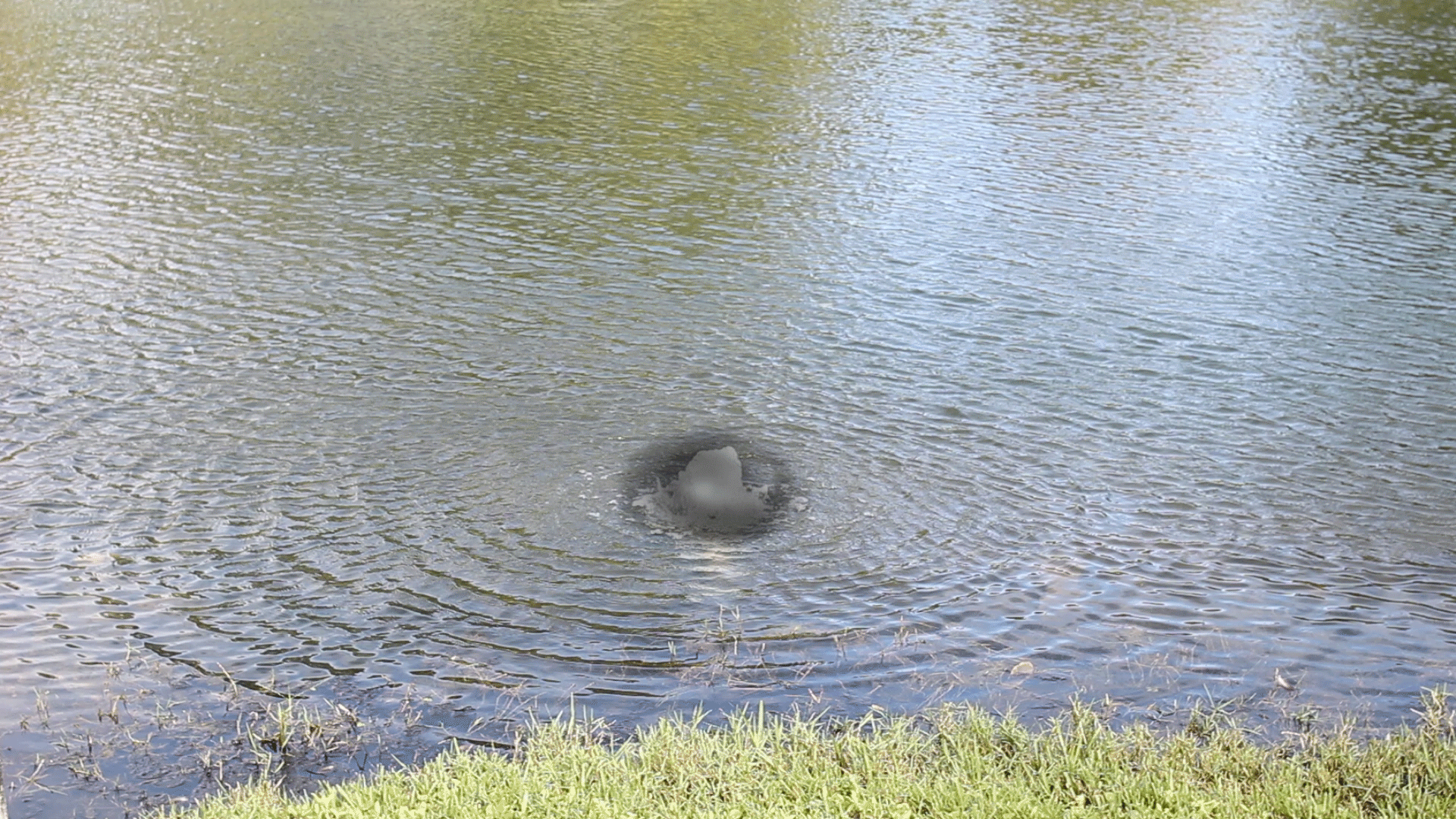 Pond-water.gif
