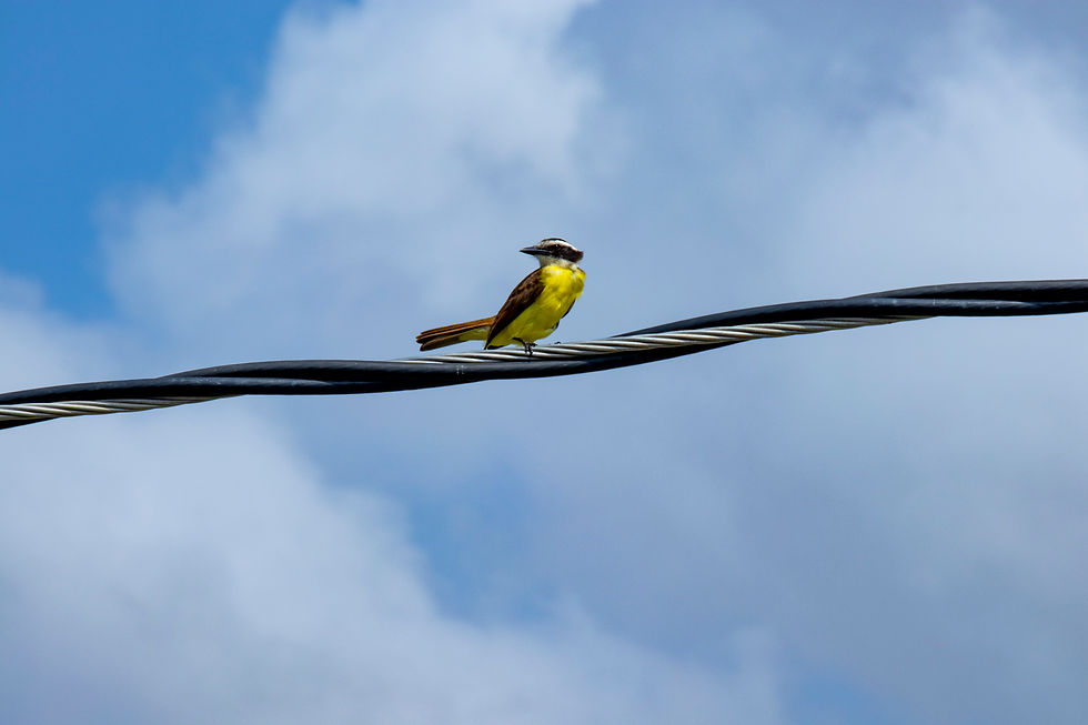 Guyana_38
