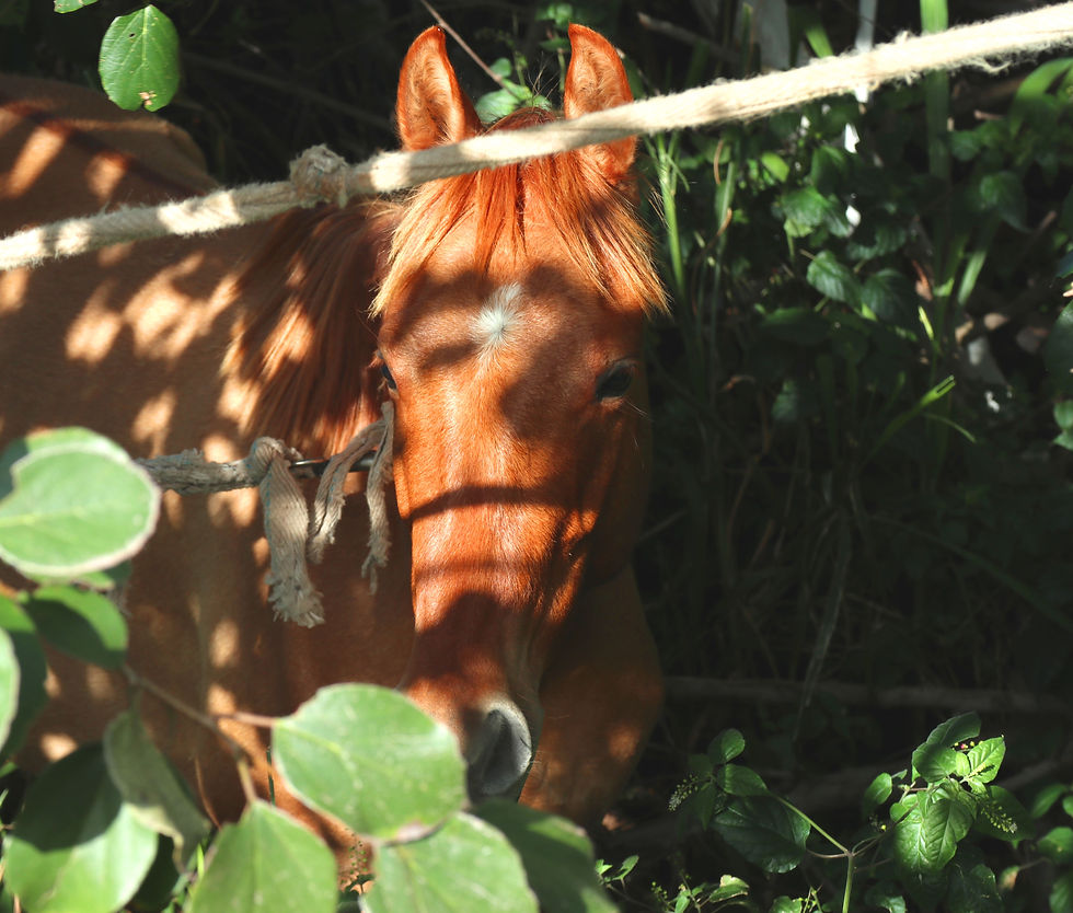 horse_1175