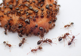Specimen Showcase | A Sculpture by Red Imported Fire Ants