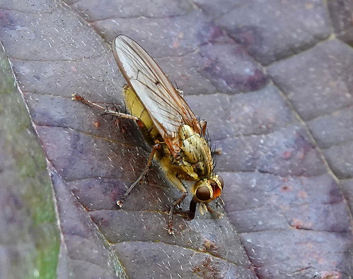 Brachycera