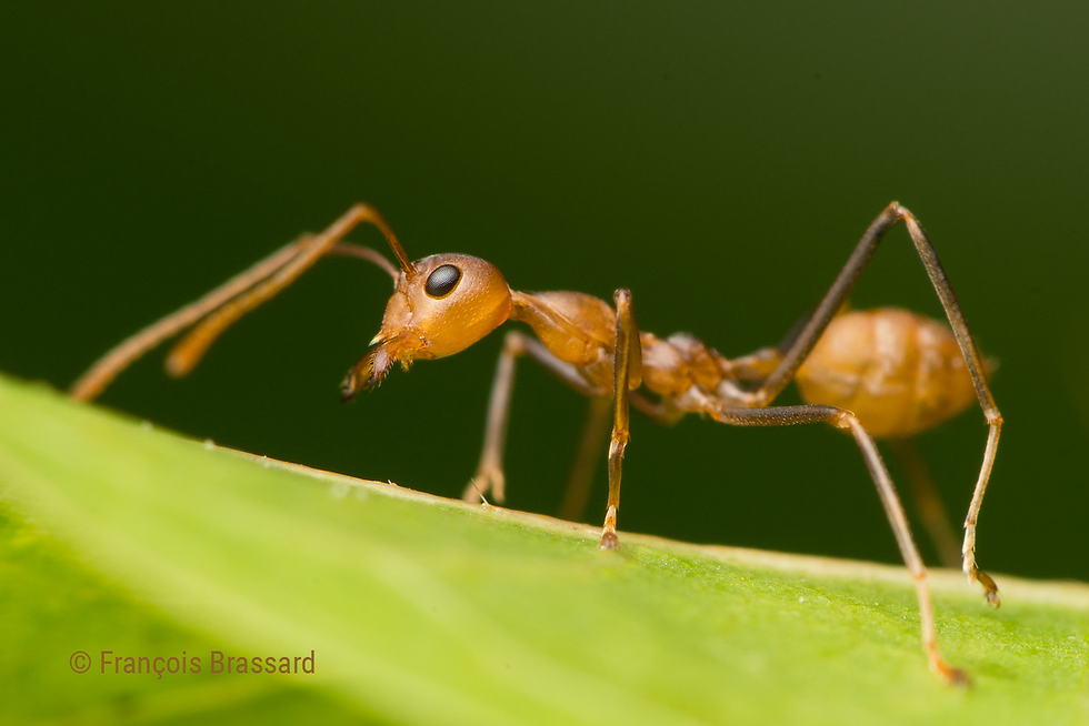 Weaver Ant