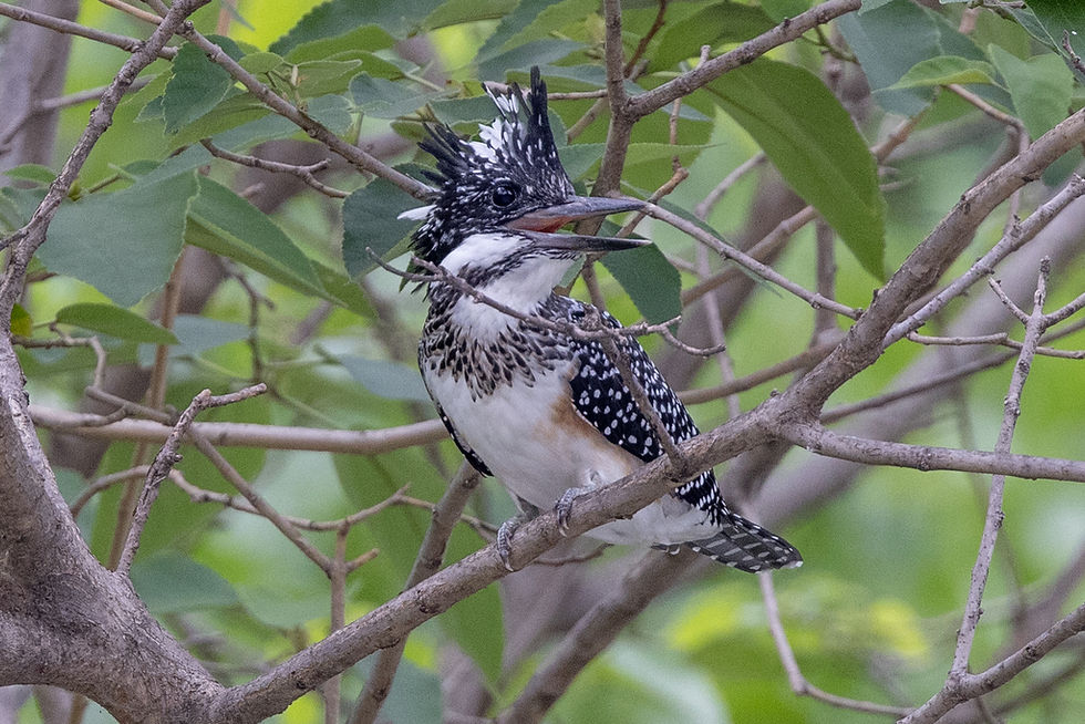 Megaceryl lugubris