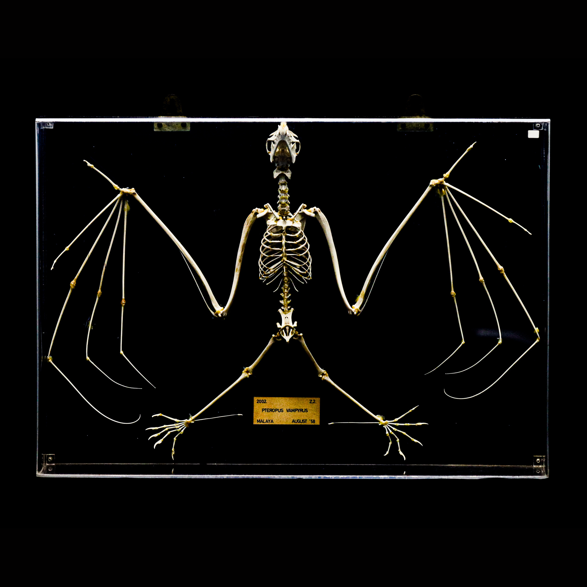 狐蝠科 Pteropodidae (Sub-family of Chiroptera) | HKBM