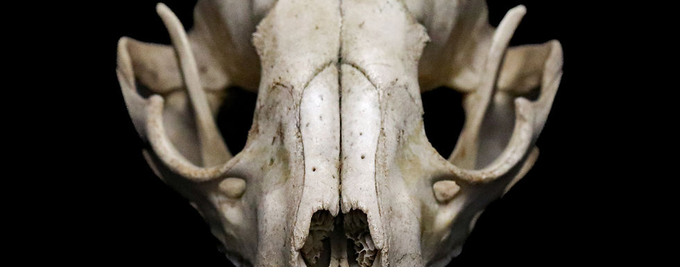 浣熊科 Procyonidae (Sub-family of Carnivora)