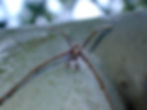 ree