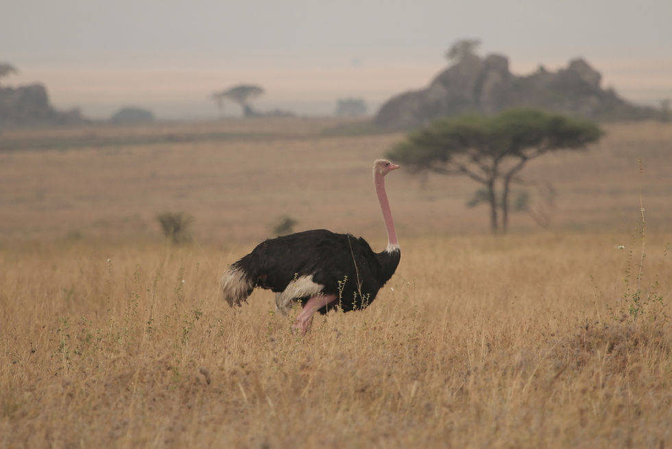 Struthio camelus