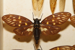 標本秀 | 震耳欲聾的浪漫💕