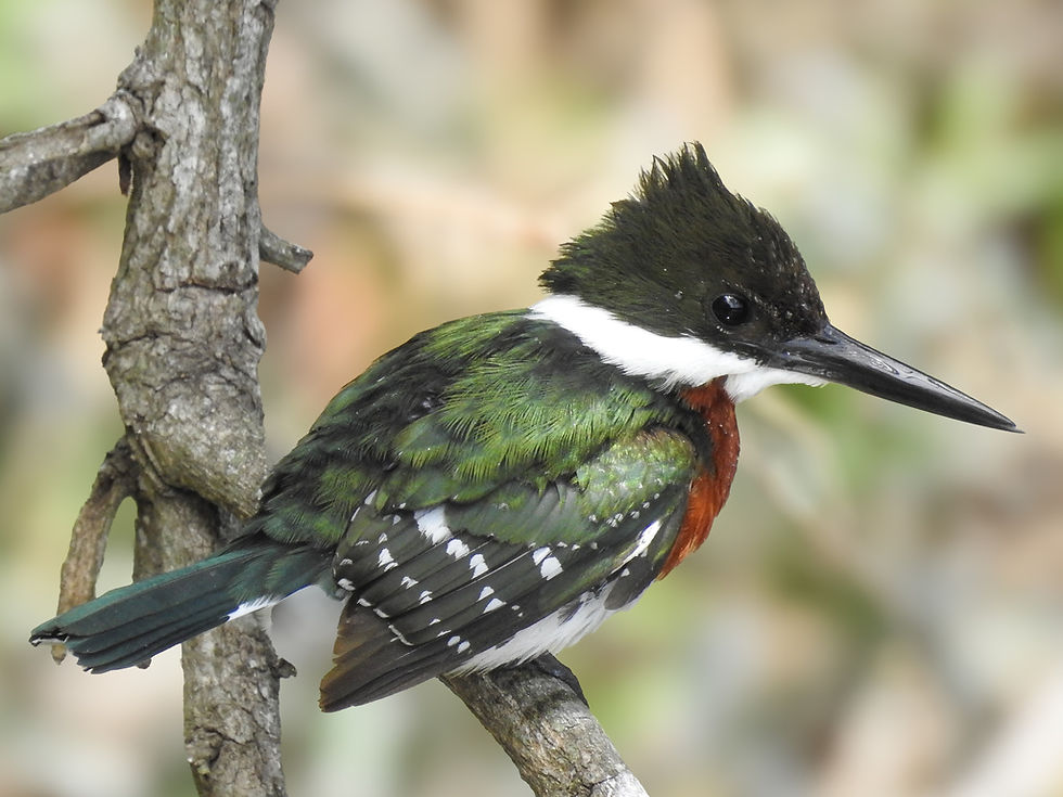 Chloroceryle americana