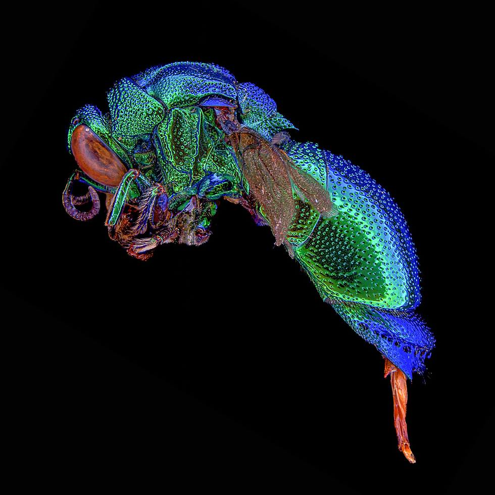 ššµšŖšš£š¶š® š¤šŗš¢šÆš¶š³š¶š® (Forster, 1771) Large Cuckoo Wasp