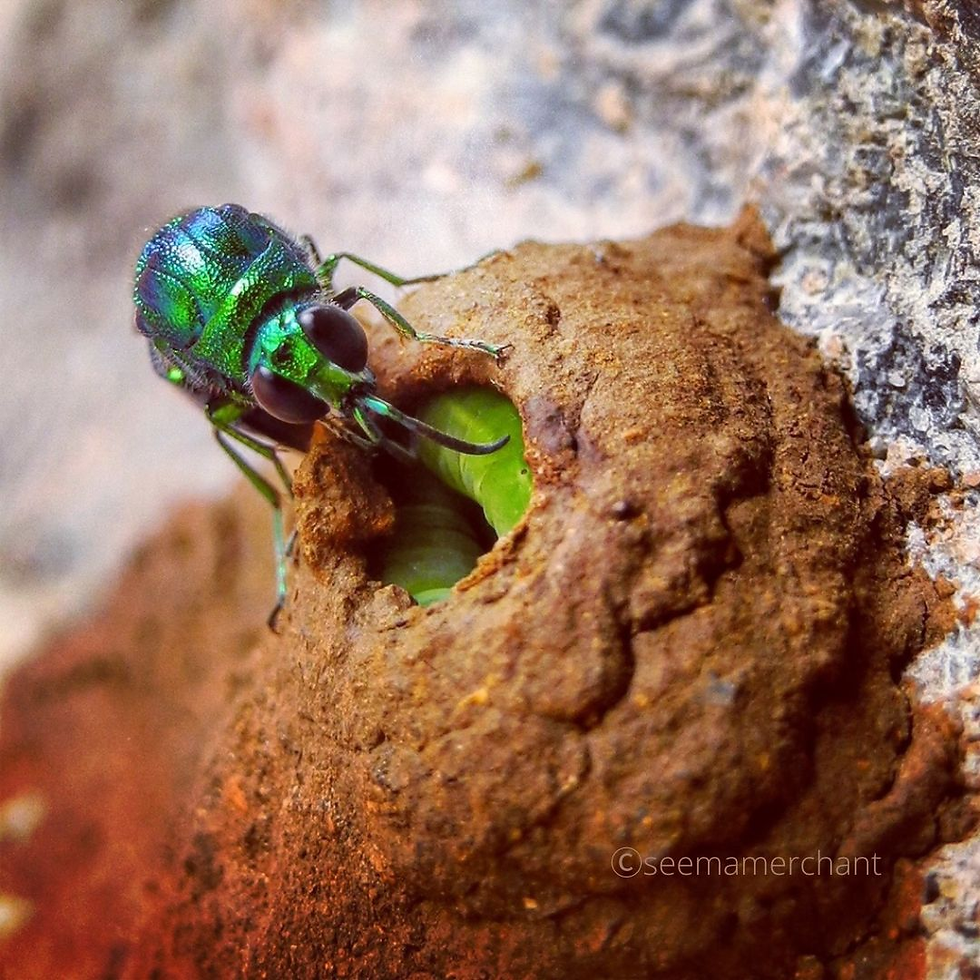 Host found by the cuckoo wasp