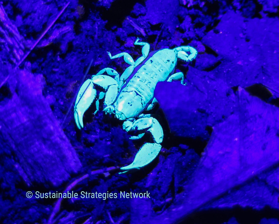 The “glowing” Dwarf Wood Scorpion under UV light