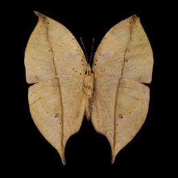 Specimen Showcase | Master of Camouflage