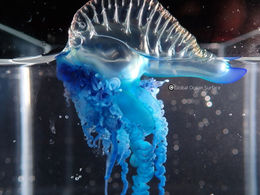 Jelly Fish: Portuguese Man O’ War