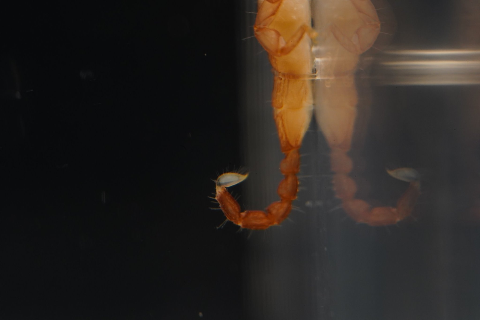 The stinger of Dwarf Wood Scorpion is very small, not as powerful as other scorpions.