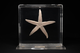 Specimen Showcase | The Entangled Starfish
