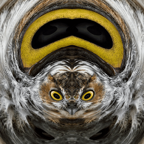 A gif of an owl