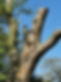 Tree Surgery.jpg