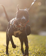 dog run dallas_edited.jpg
