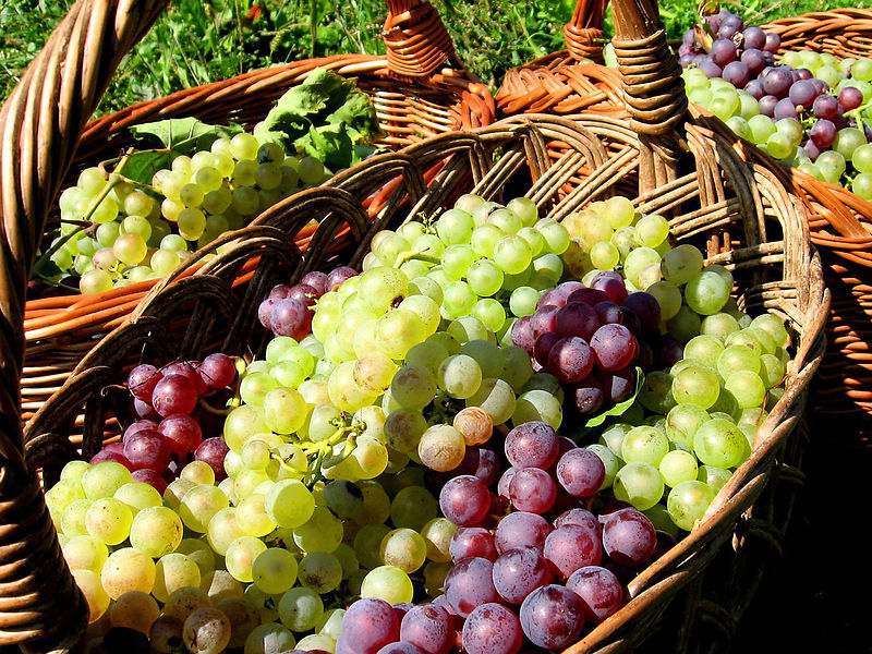 contatti della cantina abbazia di busco