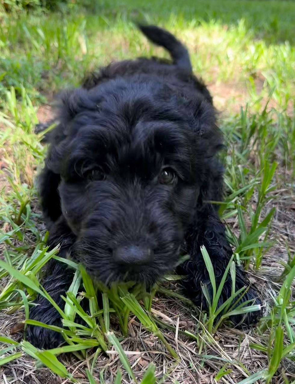 BLACK GOLDENDOODLE PUPPY