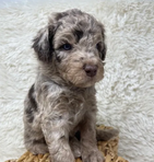 Merle Doodle Puppy