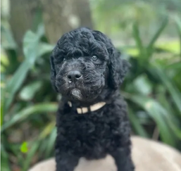 Black goldendoodle puppy
