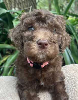 Goldendoodle puppy with amber colored eyes
