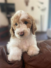 Caramel and White Parti Doodle Puppy