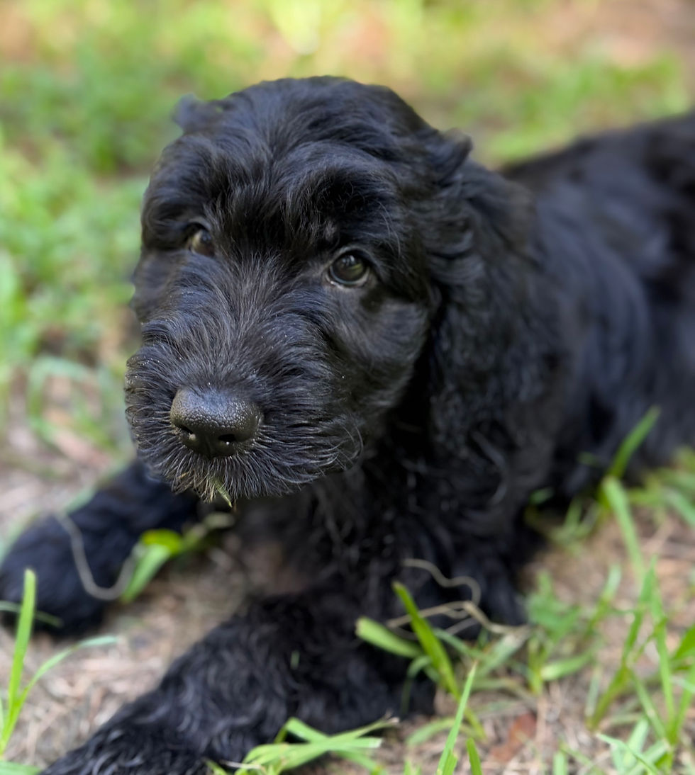 GOLDENDOODLE PUPPY
