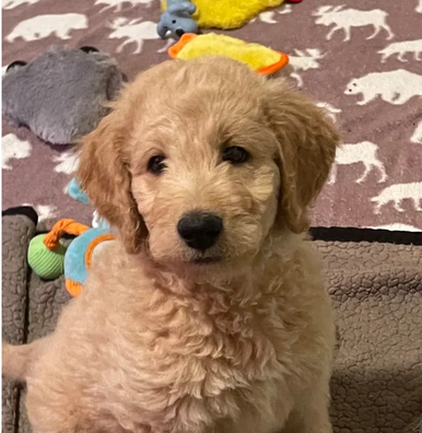 Solid apricot labradoodle puppy
