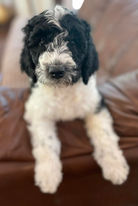Parti Golden Doodle