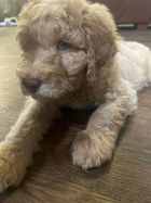 Stunning cream double doodle puppy