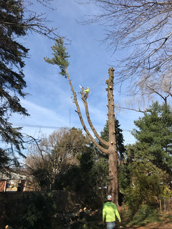 Abbott S Tree Experts Frederick Md Tree Service