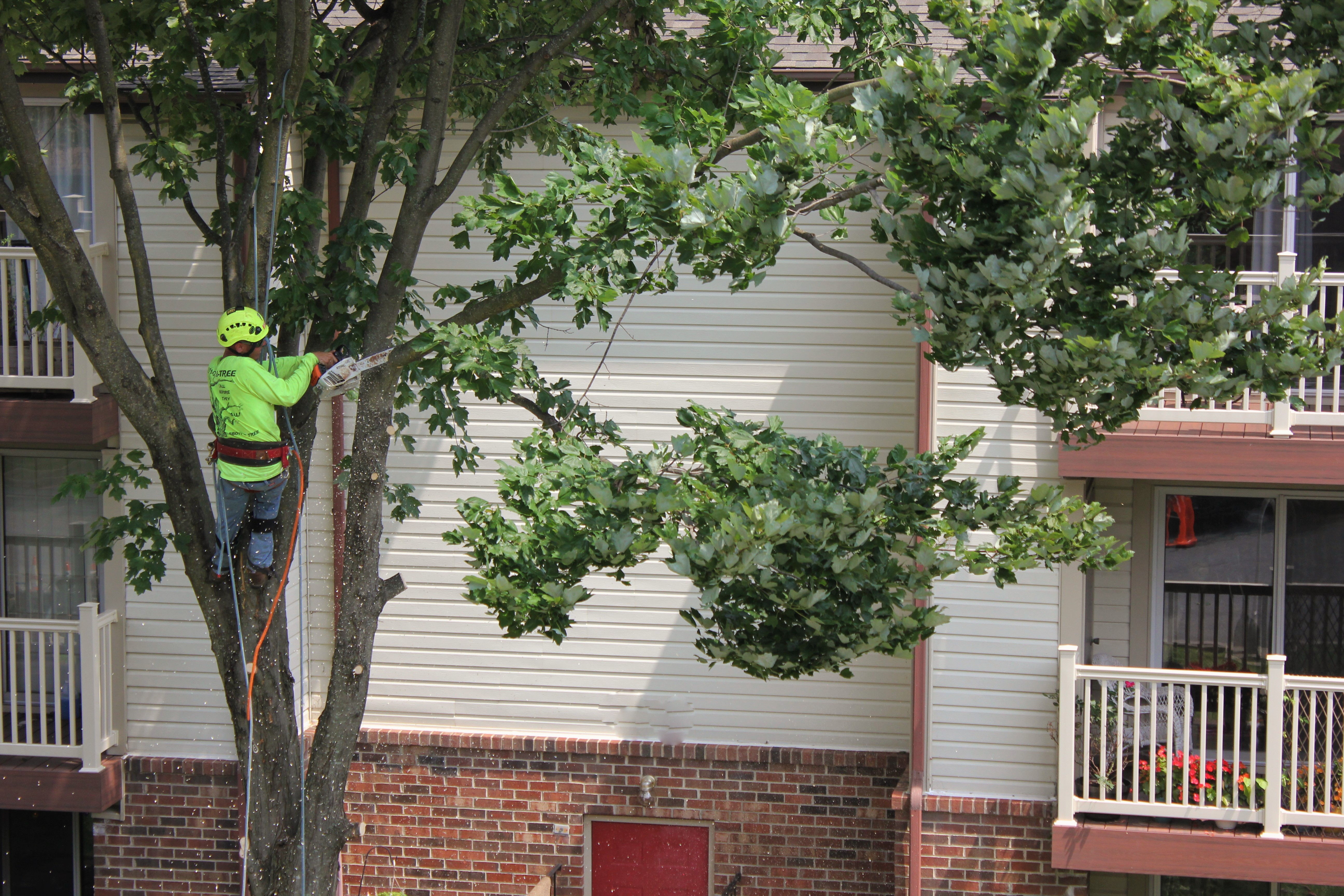 Abbott's Tree Experts Frederick MD Tree Service