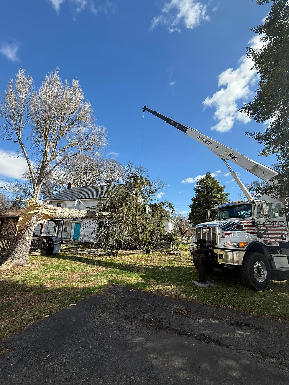 Crane truck removing a storm-damaged tree near a Frederick MD home