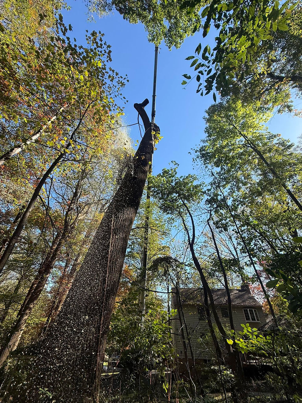 Tree crew removing a large tree in a residential yard after cutting major limbs