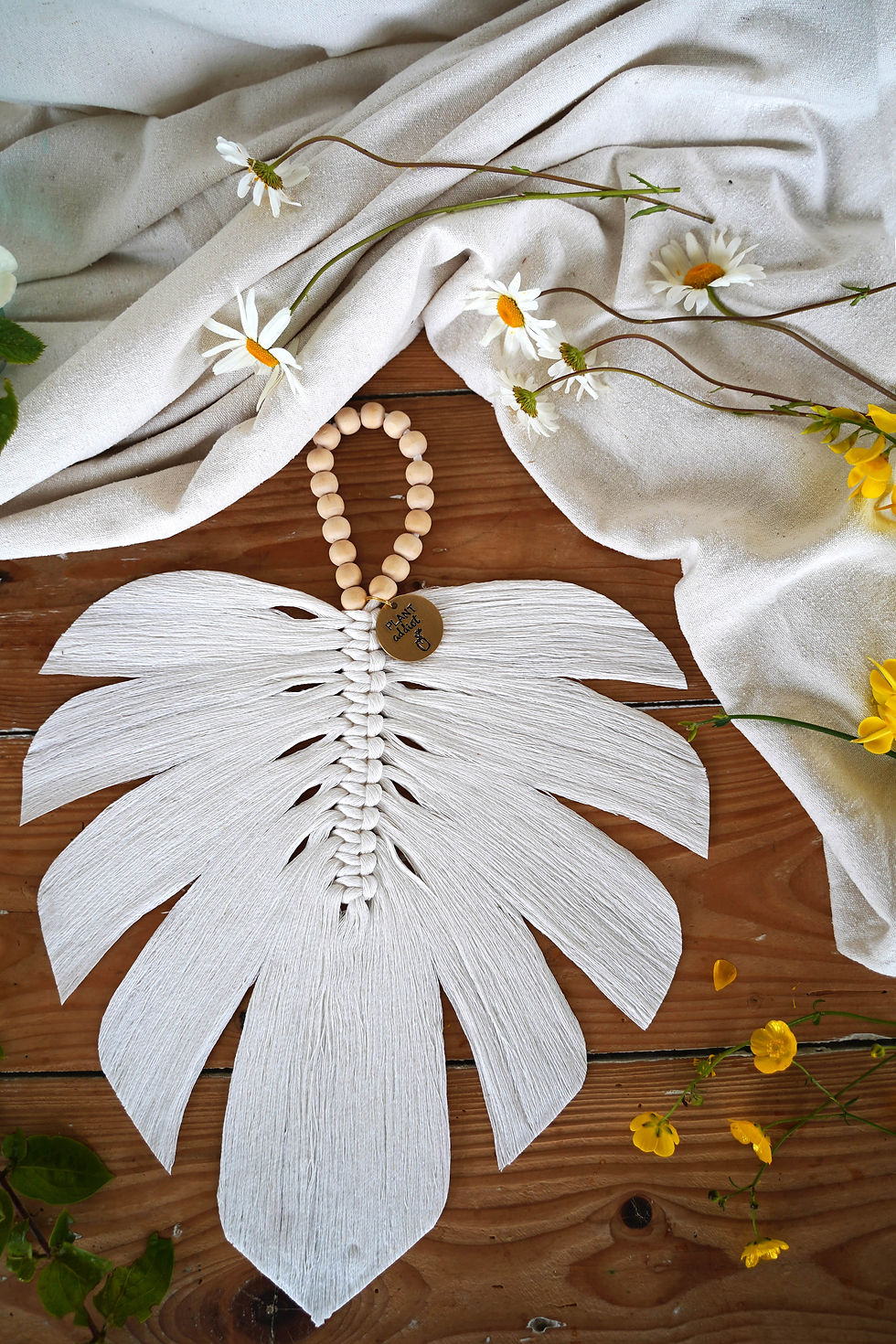 Miniature : Déliciosa, grande Monstera