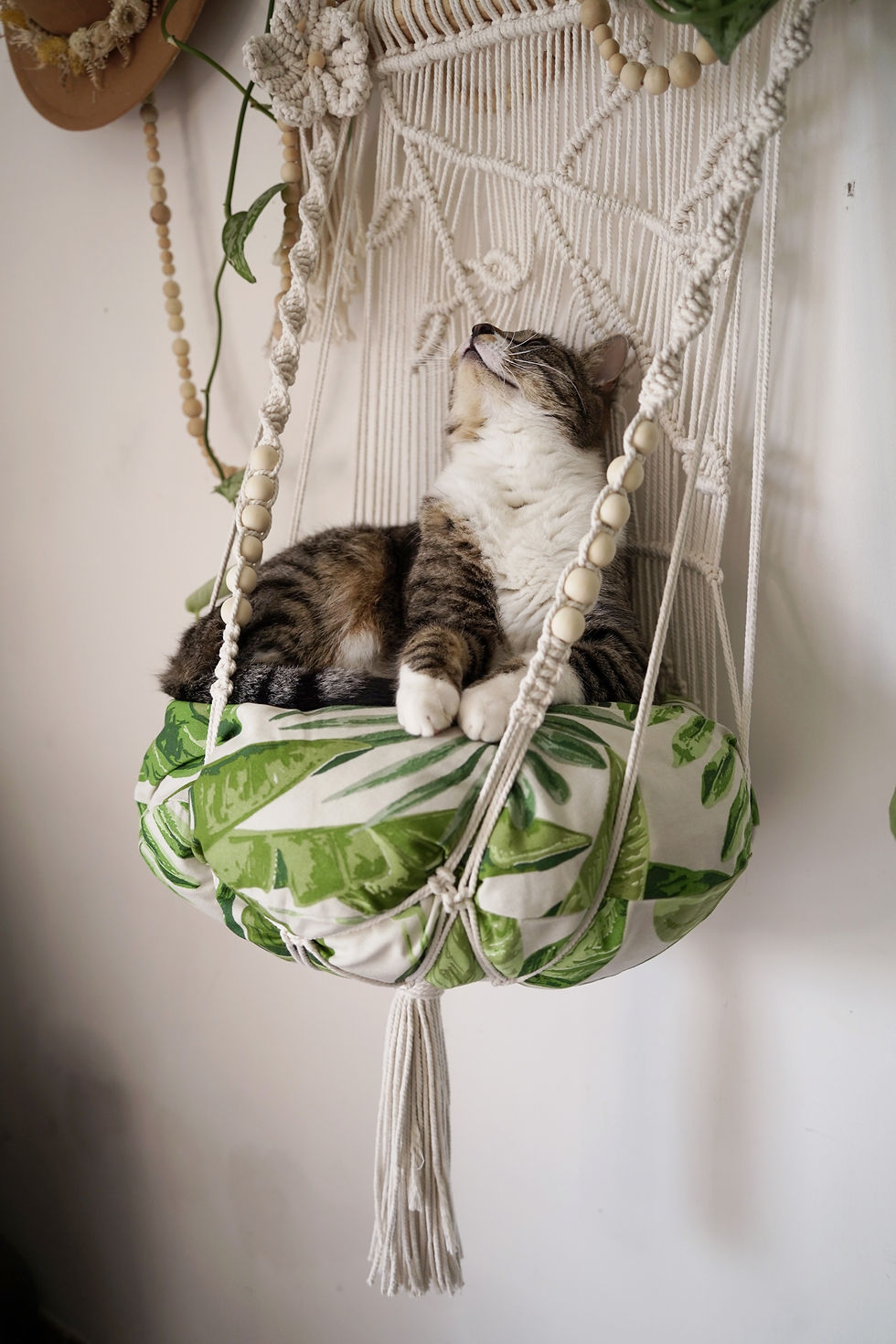 Chat tigré dans joli hamac en macramé avec coussin en feuille