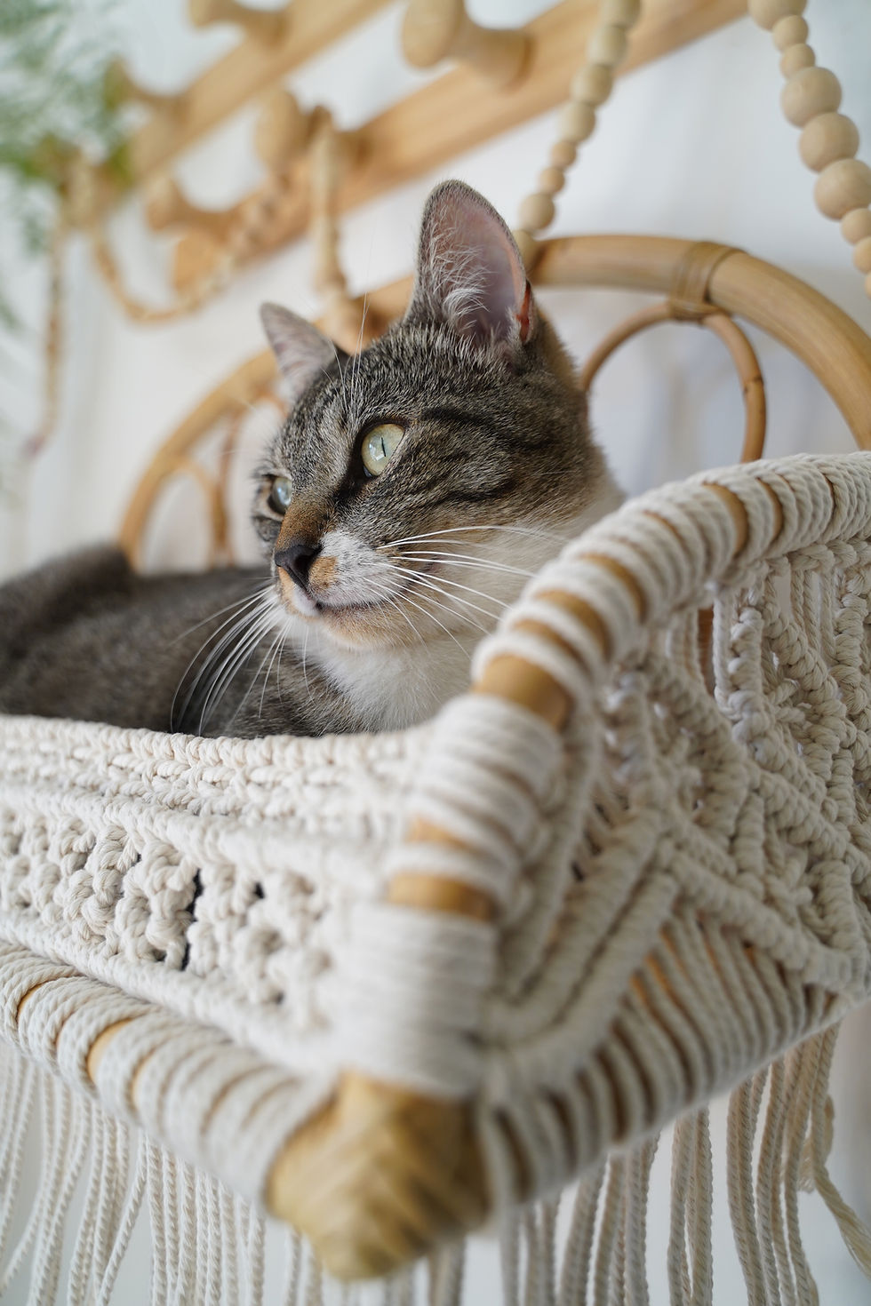 Miniature : Boho Rattan