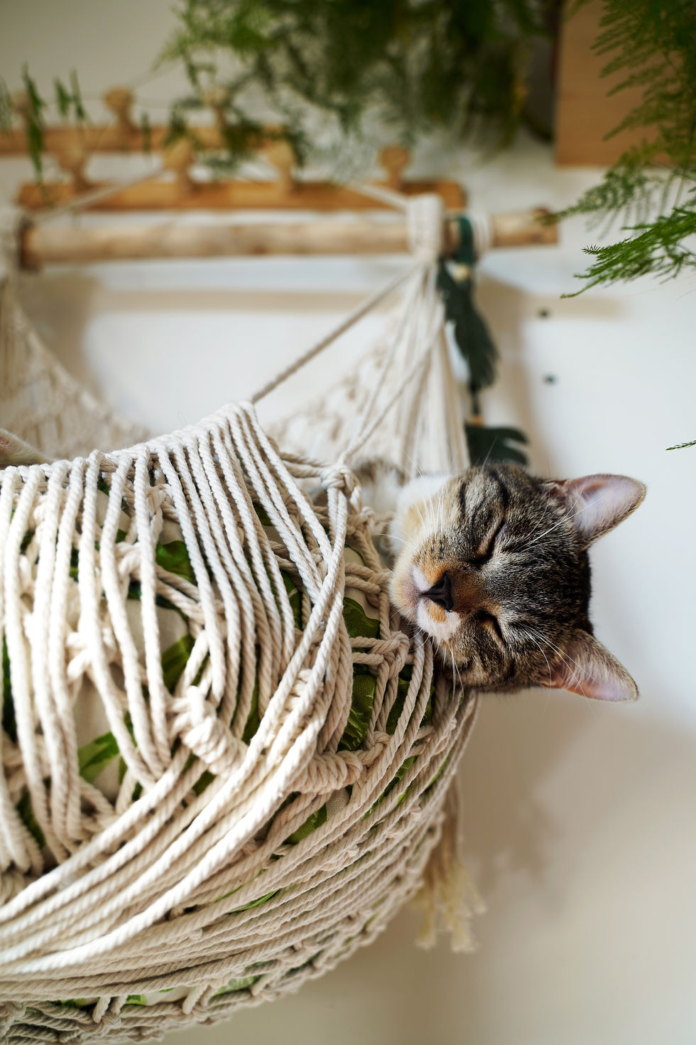 Chat dormant profondément avec ses petits yeux fermés dans un hamac en macramé
